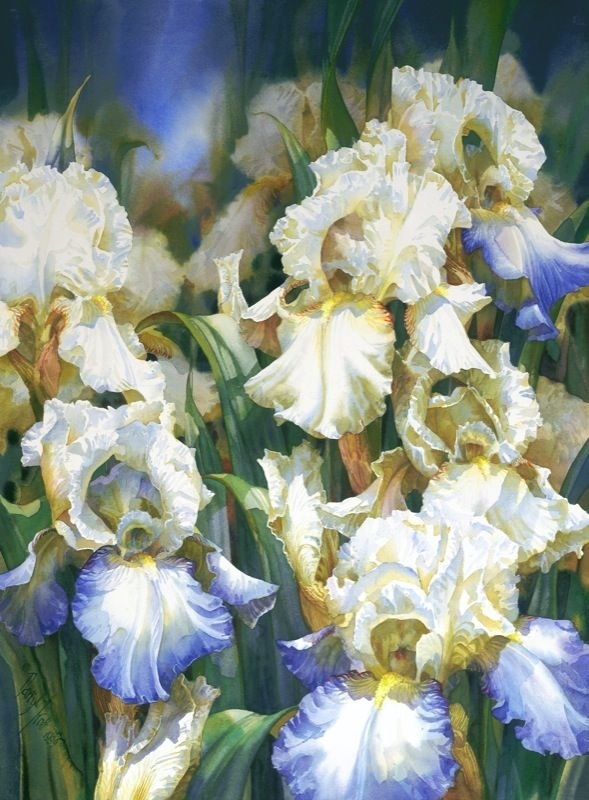 水彩画家达里尔特洛特Darryl Trott
