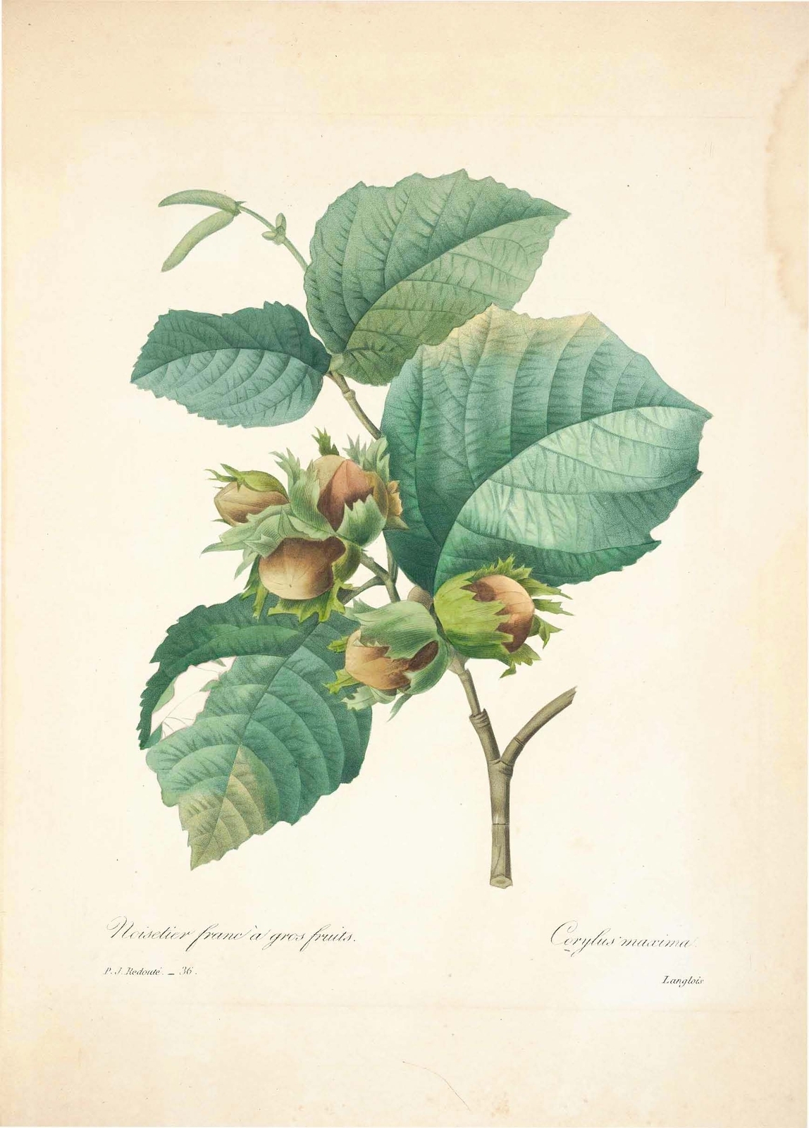 雷杜德植物画65093974