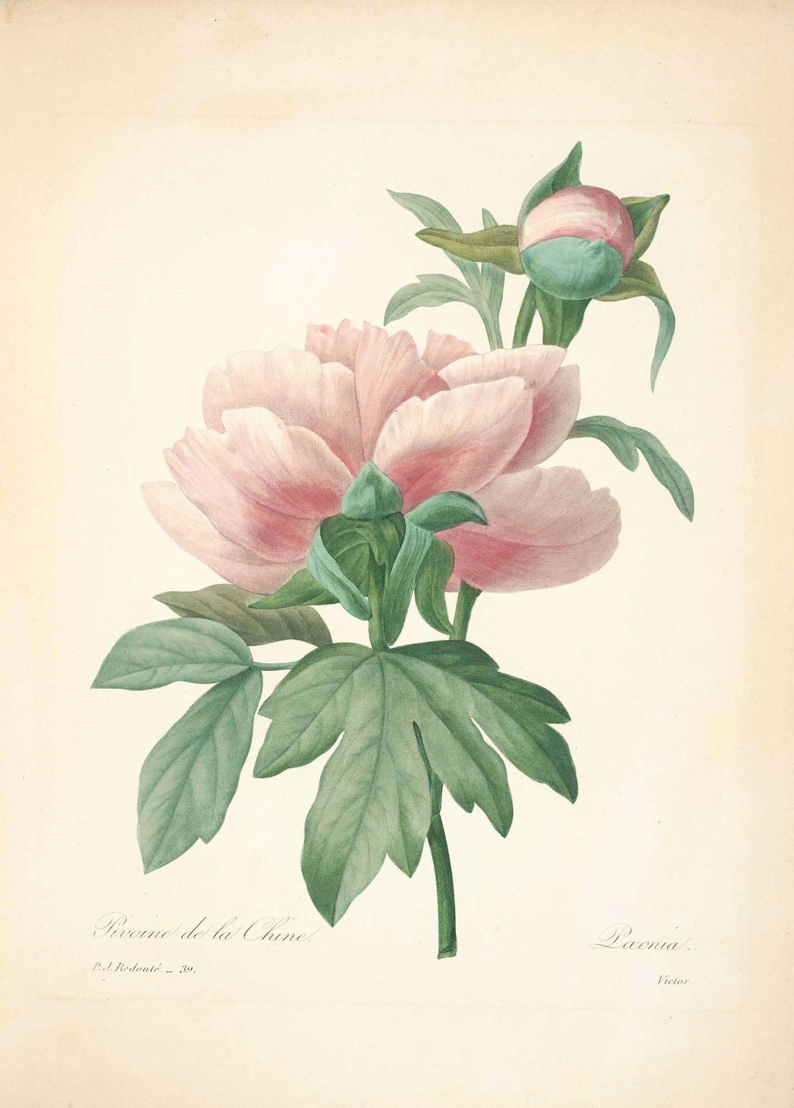 雷杜德植物画65094376