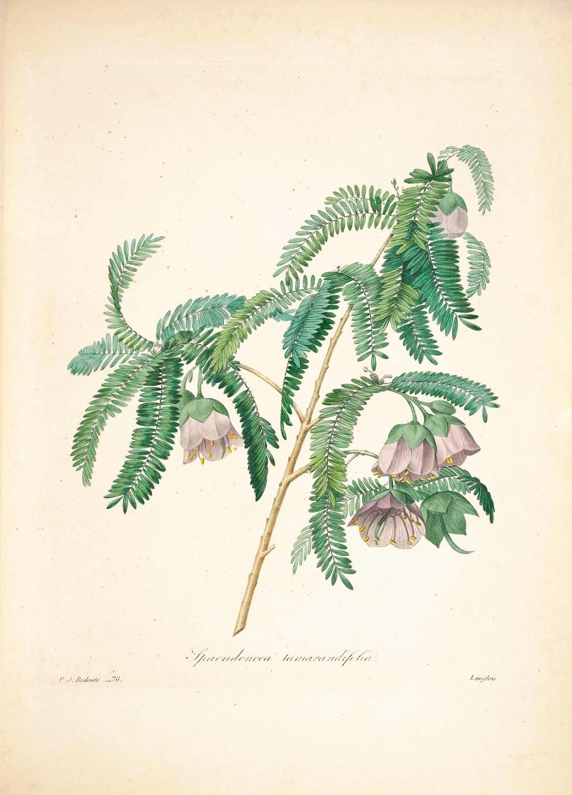 雷杜德植物画65102894