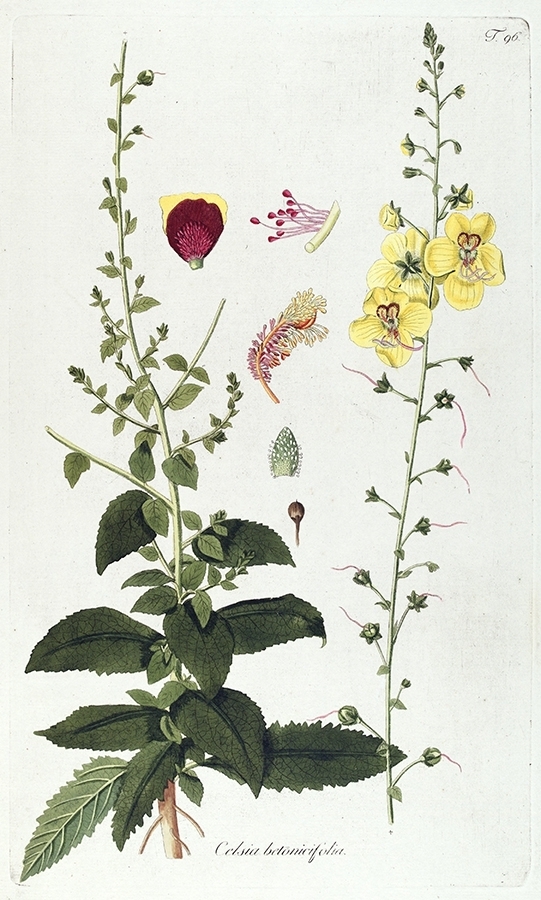 p2202441544