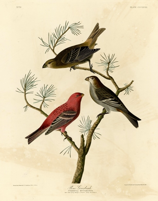 约翰.奥杜邦（John James Audubon）博物画鸟类作品