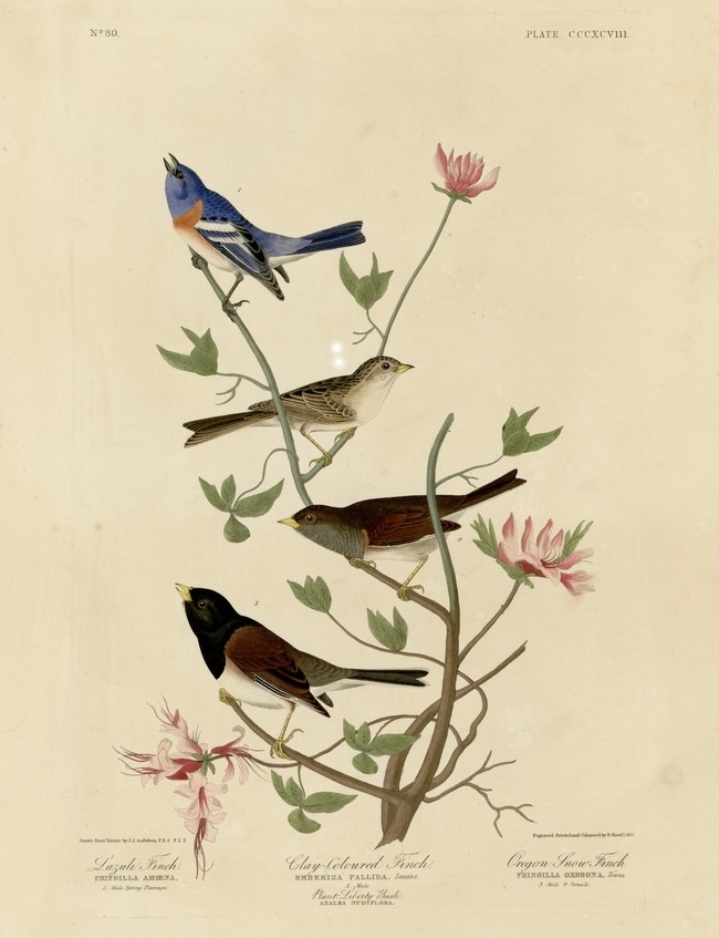 约翰.奥杜邦（John James Audubon）博物画鸟类作品