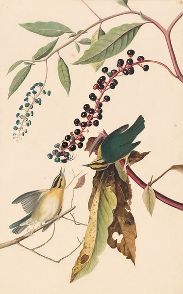 约翰.奥杜邦（John James Audubon）博物画鸟类作品53611832
