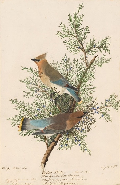 约翰.奥杜邦（John James Audubon）博物画鸟类作品53612918
