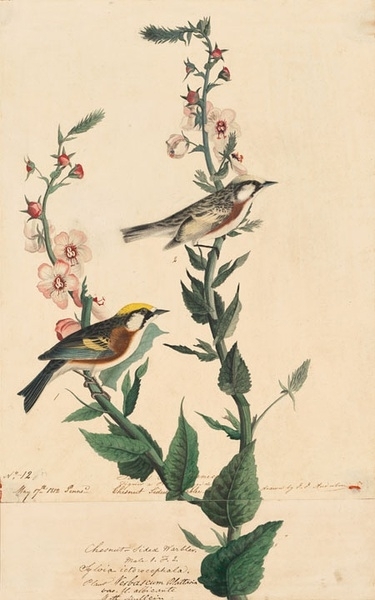 约翰.奥杜邦（John James Audubon）博物画鸟类作品53615002