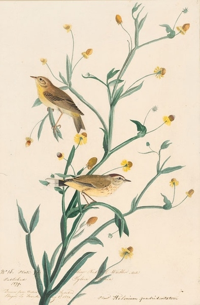 约翰.奥杜邦（John James Audubon）博物画鸟类作品53618676