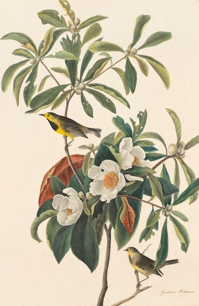 约翰.奥杜邦（John James Audubon）博物画鸟类作品53619825