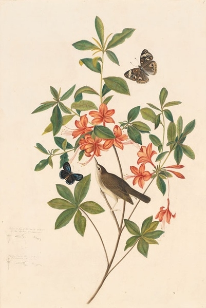 约翰.奥杜邦（John James Audubon）博物画鸟类作品53620461