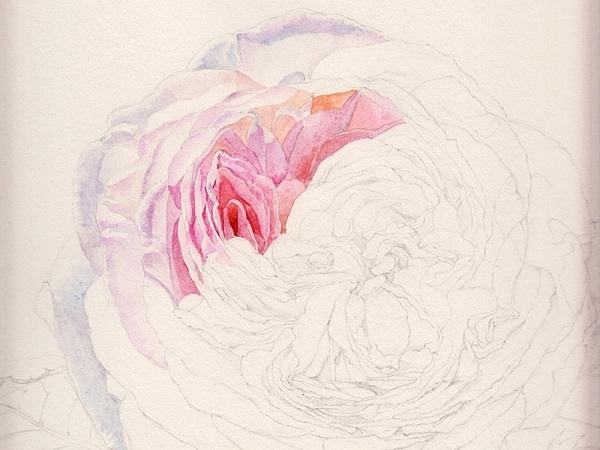 英国玫瑰水彩画法 (3)