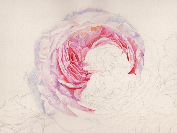 英国玫瑰水彩画法 (4)