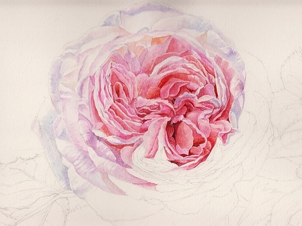 英国玫瑰水彩画法 (5)