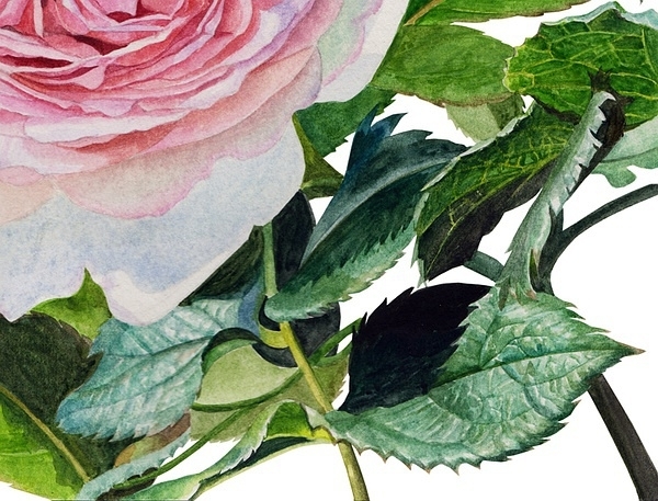英国玫瑰水彩画法 (14)