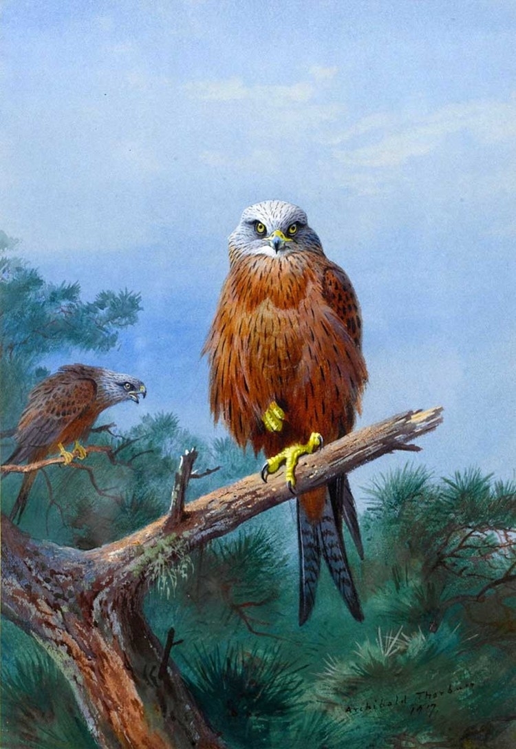 Archibald Thorburn 苏格兰鸟类画家 (4)