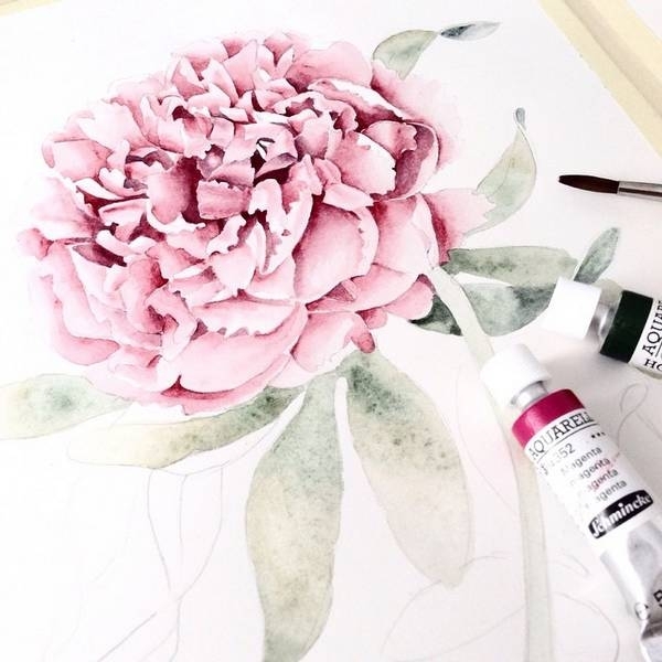 Elena Limkina的植物水彩插画 (1)