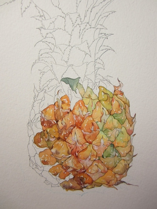 温泽小清新水果菠萝手绘水彩画教程