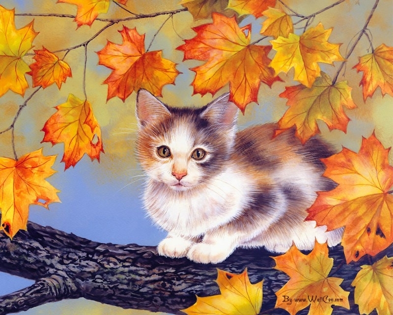 美国插画师Jane Maday笔下的可爱猫咪小动物-8
