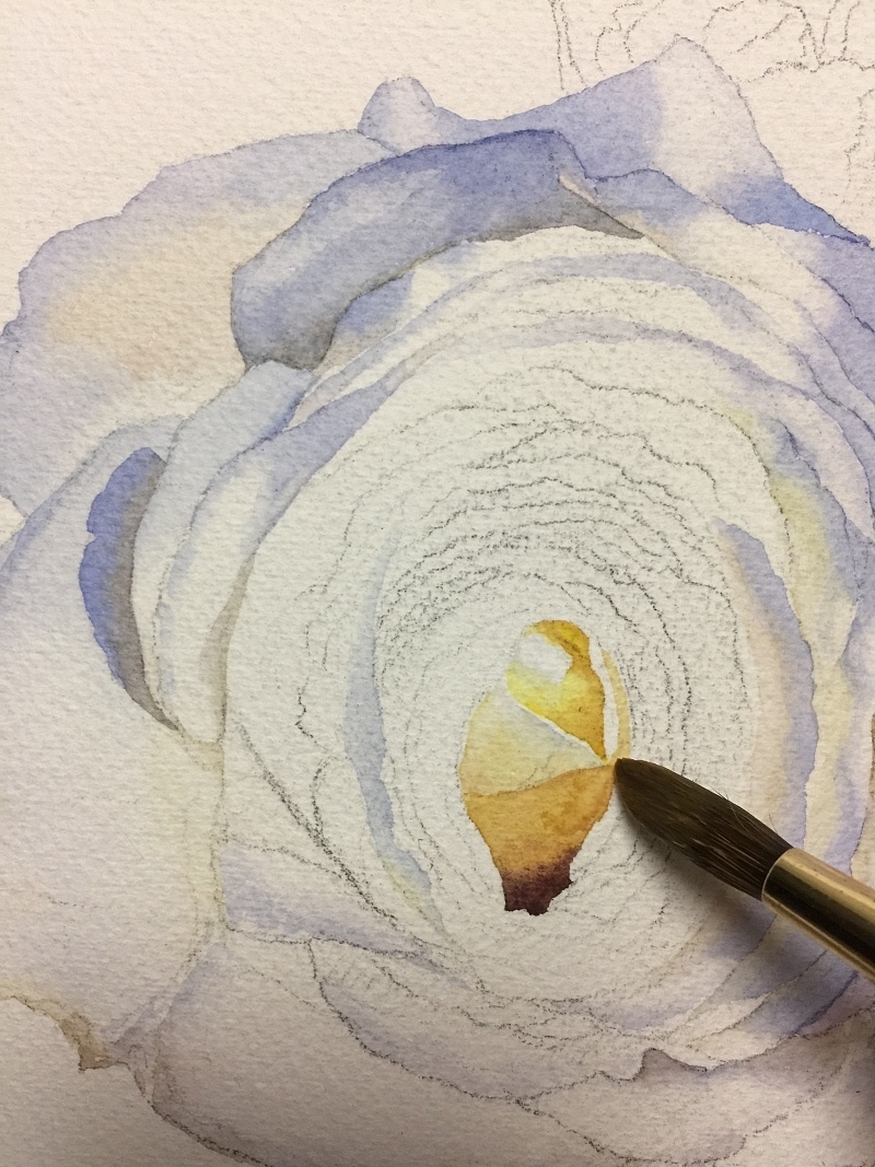 黄有维教你画阳光树影中的白玫瑰详细水彩步骤教程