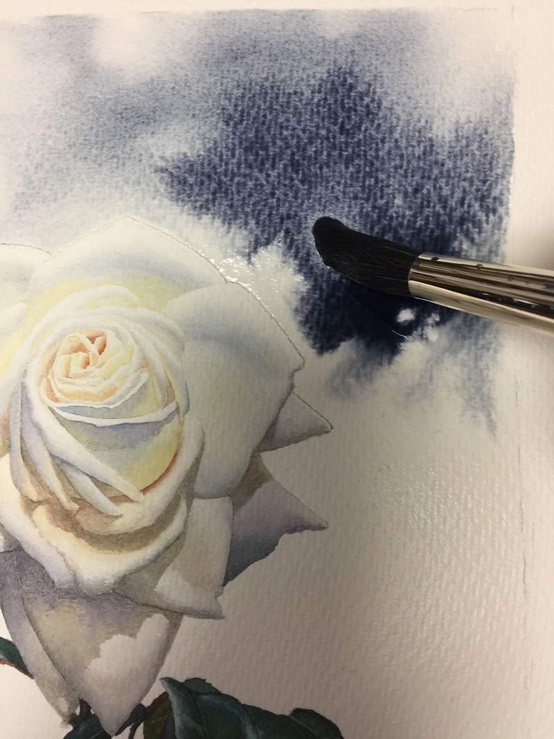 黄有维手绘白玫瑰水彩绘画过程步骤教程