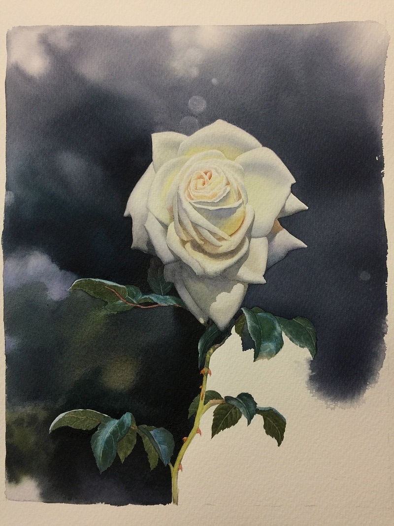 黄有维手绘白玫瑰水彩绘画过程步骤教程