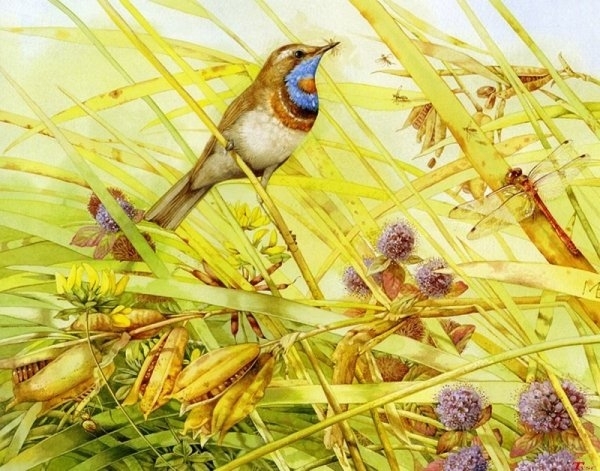 荷兰女画家Marjolein Bastin笔记自然水彩绘